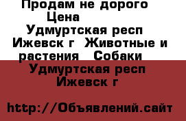 Продам не дорого › Цена ­ 10 000 - Удмуртская респ., Ижевск г. Животные и растения » Собаки   . Удмуртская респ.,Ижевск г.